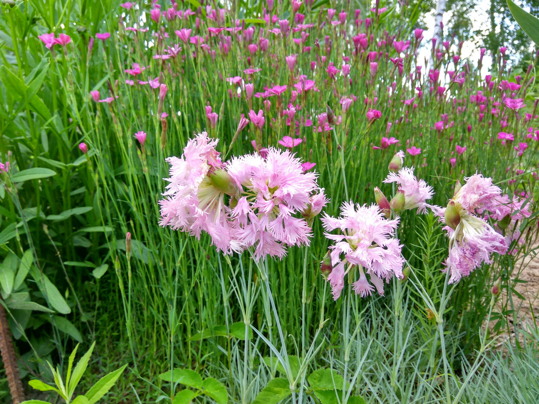 IMG_20170627_192440_HDR