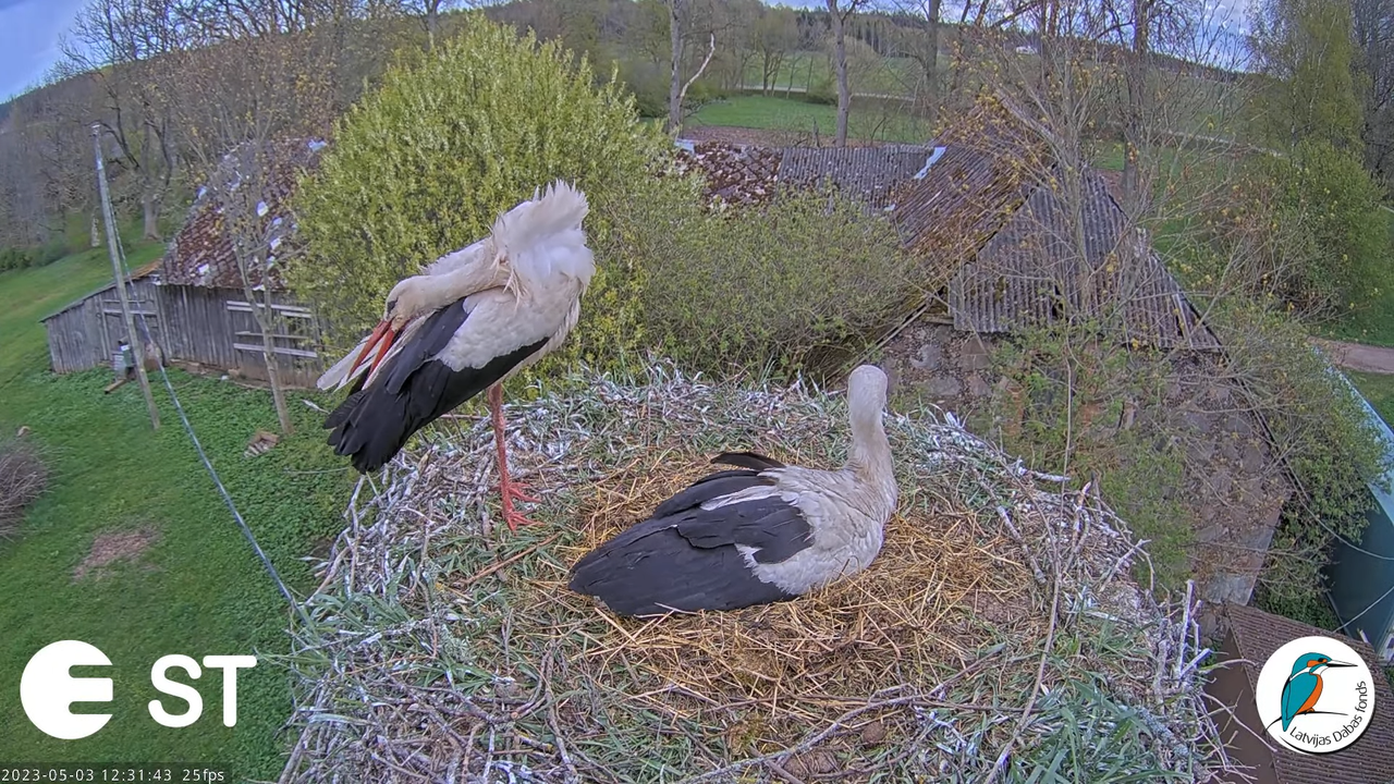 Baltie stārķi (Ciconia ciconia) Tukuma novadā - LDF tiešraide __ White storks in Tukums, Latvia 10-1