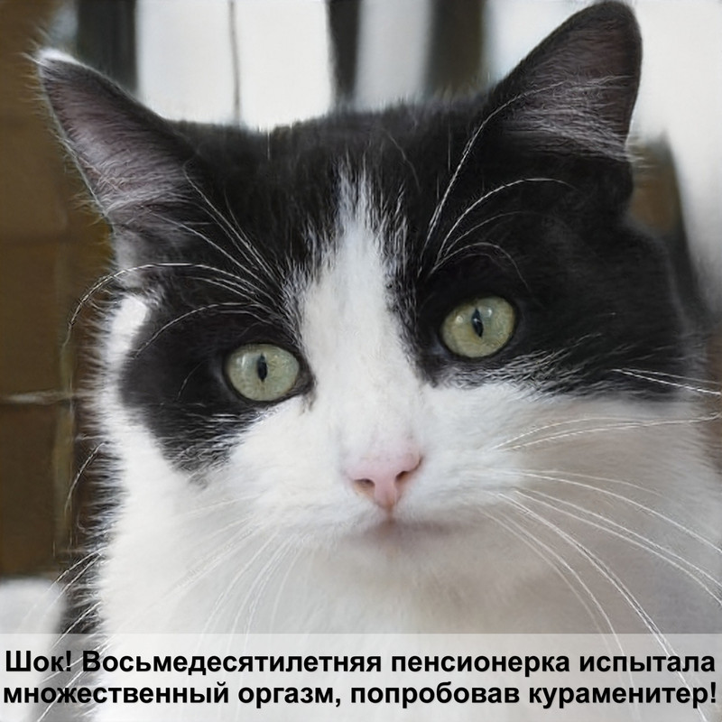 американская кошка мраморный окрас