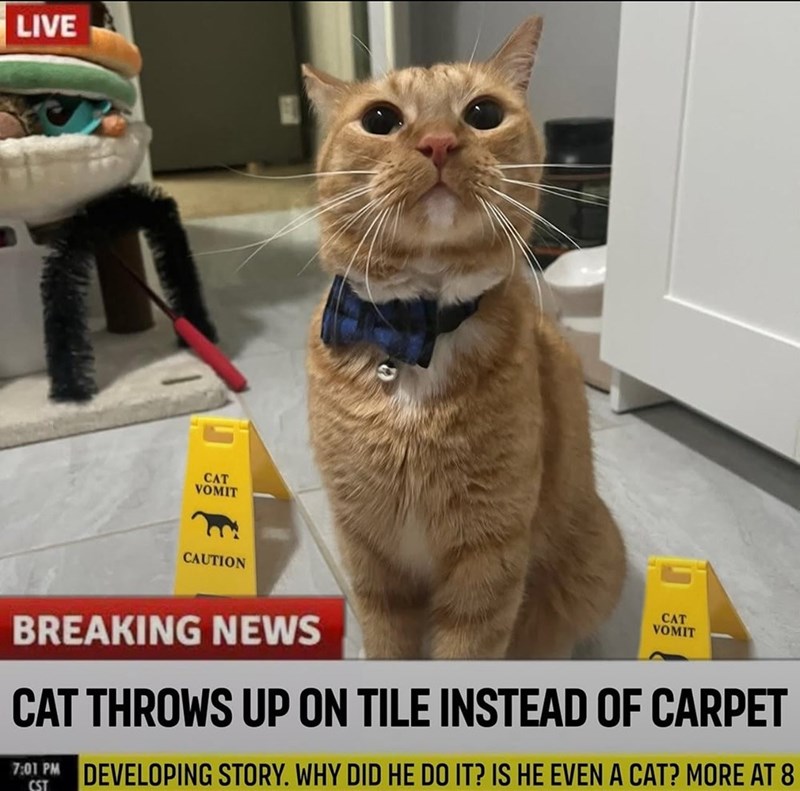 throws-up-on-tile-instead-carpet-701-pm-developing-story-why-did-he-do-is-he-even-cat-more-at-8-cst.jpg