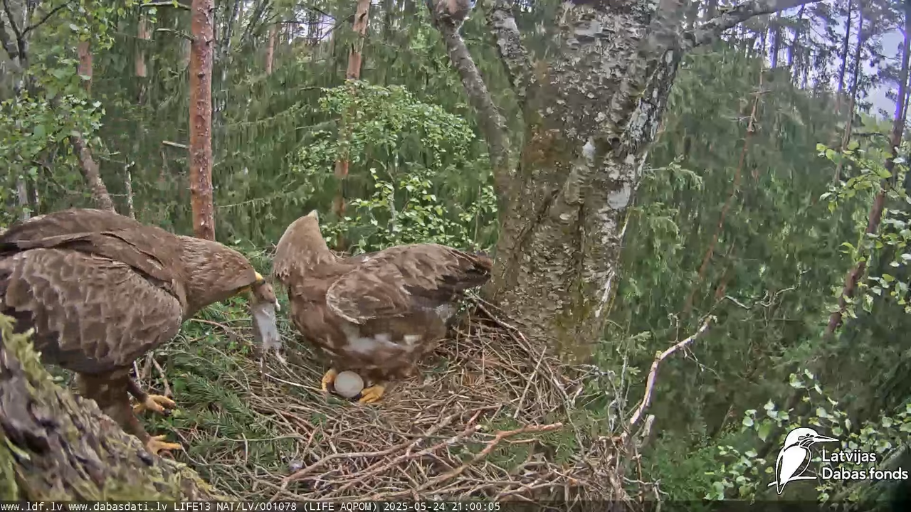 Mazais ērglis (Clanga pomarina), ligzda bērzā 15-22-35 screenshot