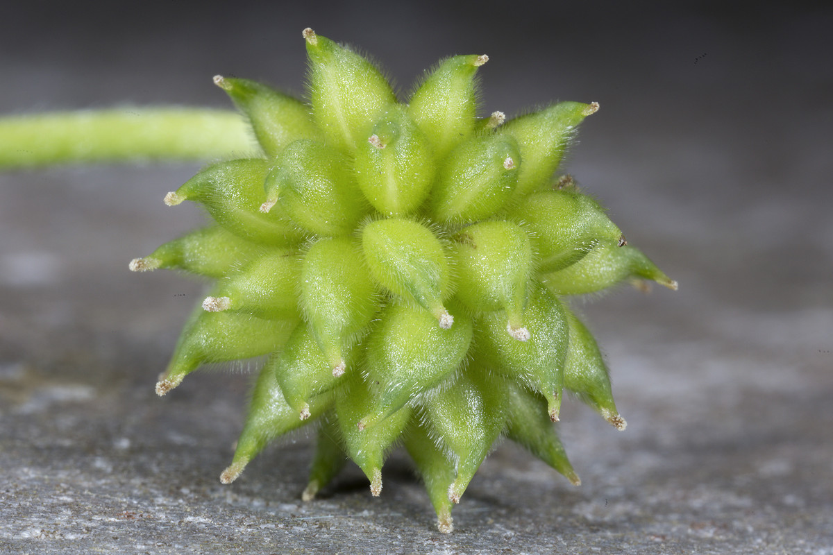 2021-04-30 05-21-08 (B,Radius8,Smoothing4)a