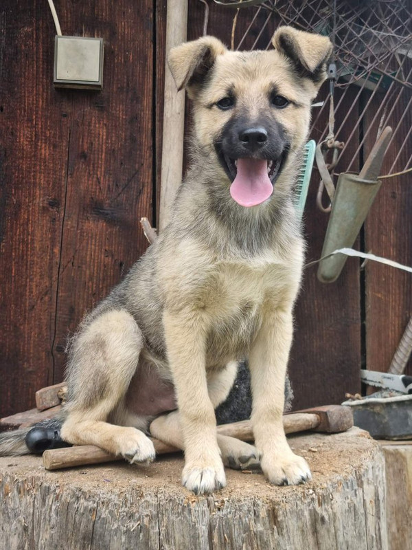 IMG-cb29ff4c8452662cf8c979f45d6cd903-V