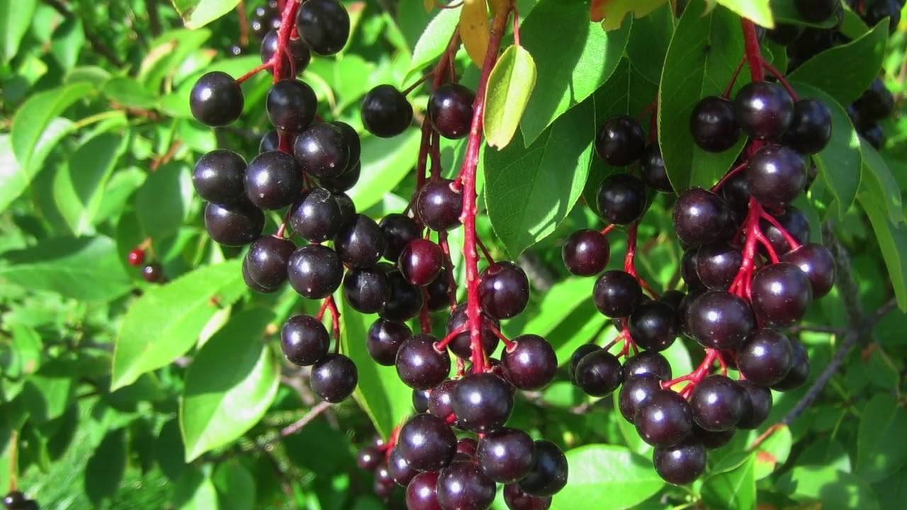 Лечебные свойства черемухи традиционная медицина на службе здоровья