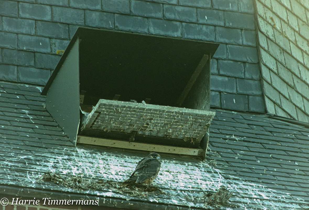 Alphen NBr. M D/J ~ Vrouw geen ringen. 1