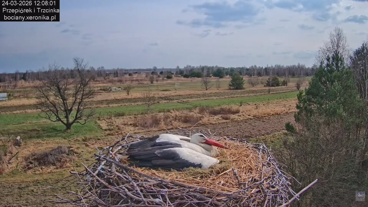 24032026bociany 8