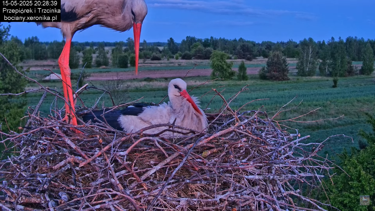 15052025bociany30