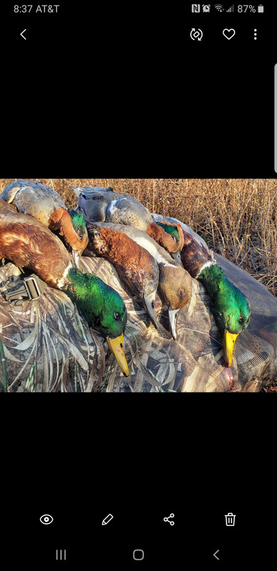 Screenshot_20200119-083725_Gallery