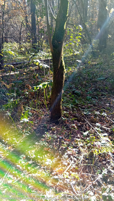 56.92142, 60.62319 (±2м)_06102025_125414