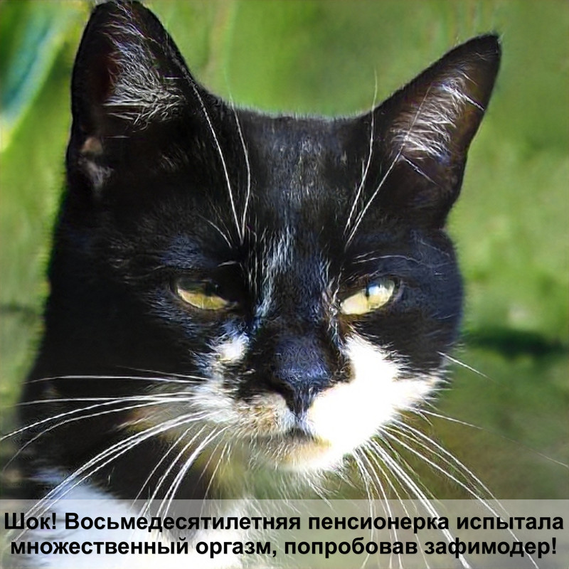 какая кошка самая сильная