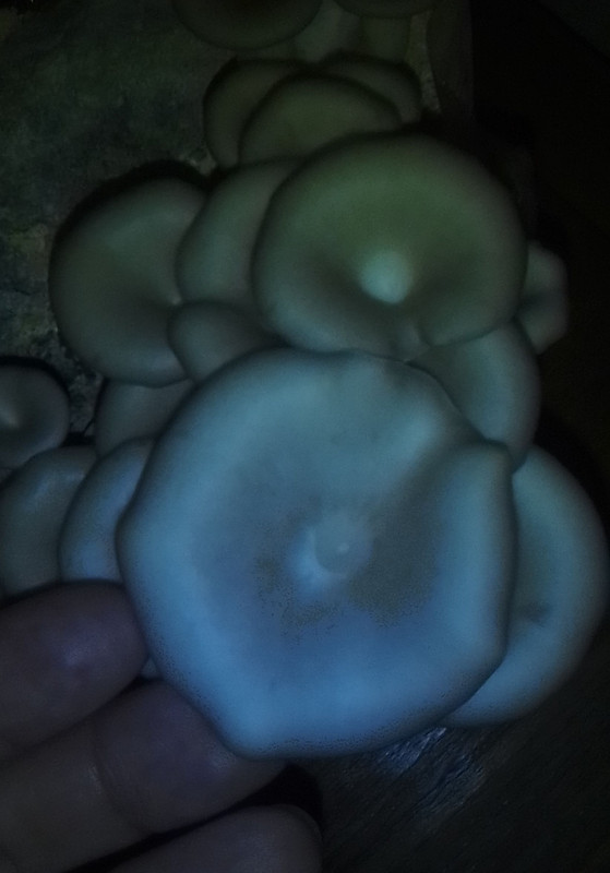 IMG_20220610_190324~2