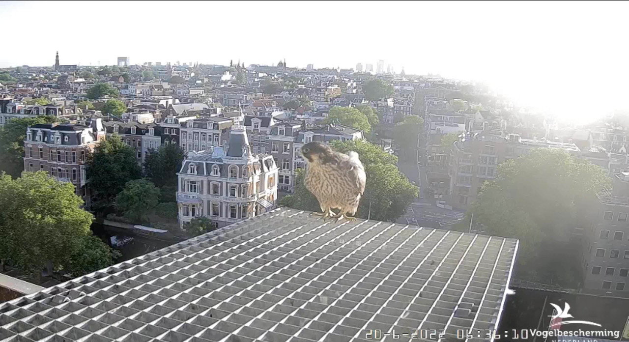 Amsterdam/Rijksmuseum screenshots © Beleef de Lente/Vogelbescherming Nederland - Pagina 29 Video-2022-06-20-063705-Trim-Moment-4