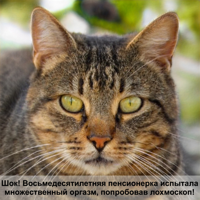 рыжие коты характер