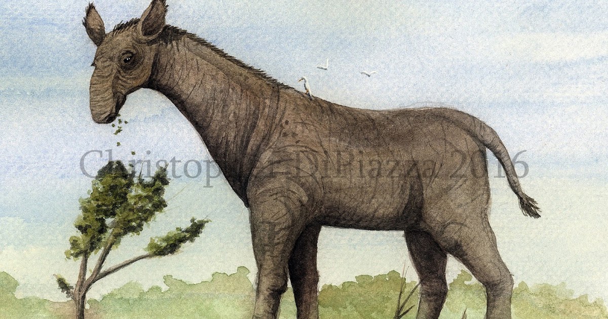 Paraceratherium (2)