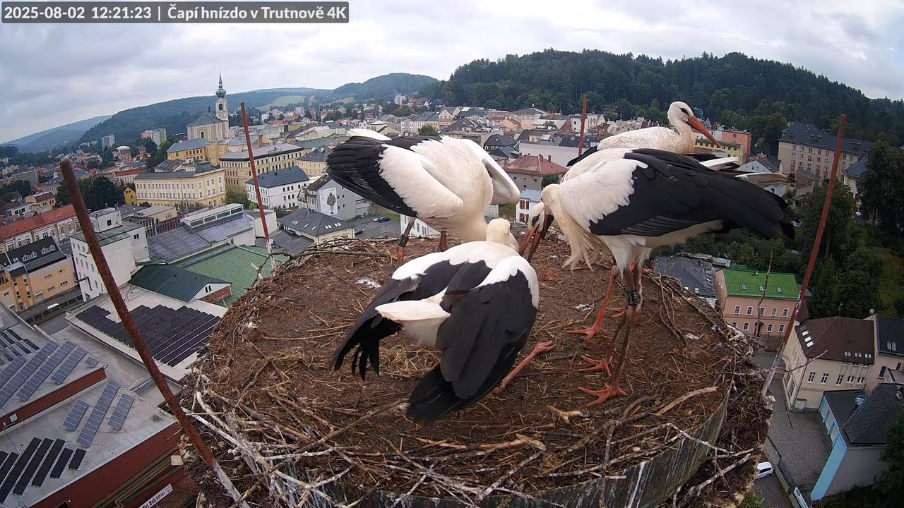 Tiešraide no stārķa ligzdas uz alus darītavas skursteņa Trutnovā 16-57-24 screenshot