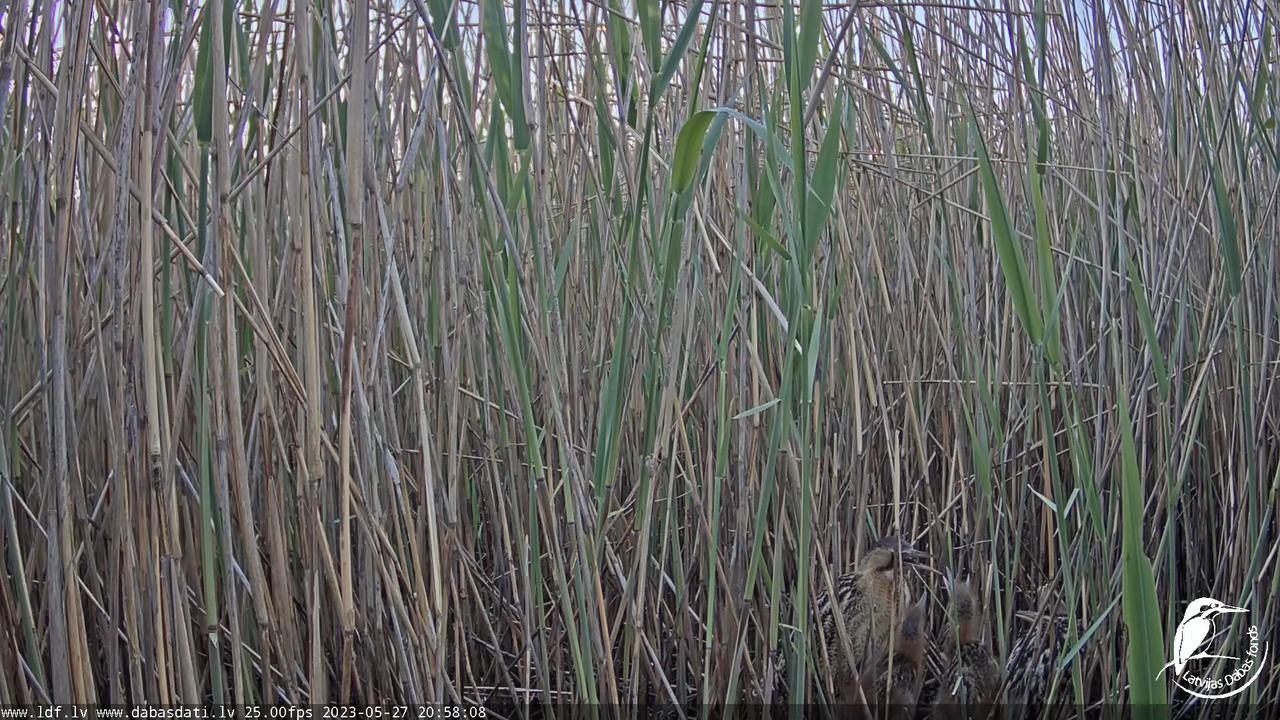 Lielais dumpis (Botaurus stellaris) Engurē - LDF tiešraide 12-6-37 screenshot