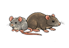 Rats et souris