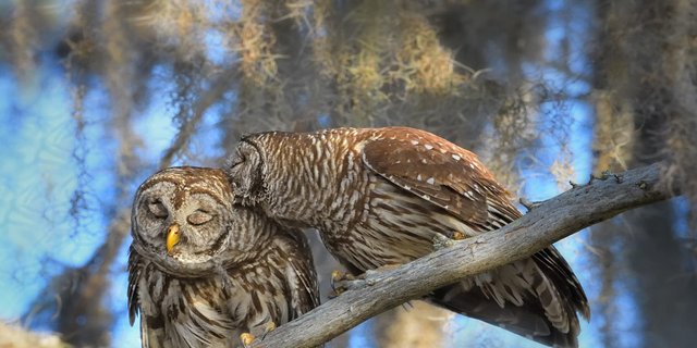 [Image: dfe82ecf-4e63-4d21-b407-3260a184155b-Nan...d-Owls.jpg]