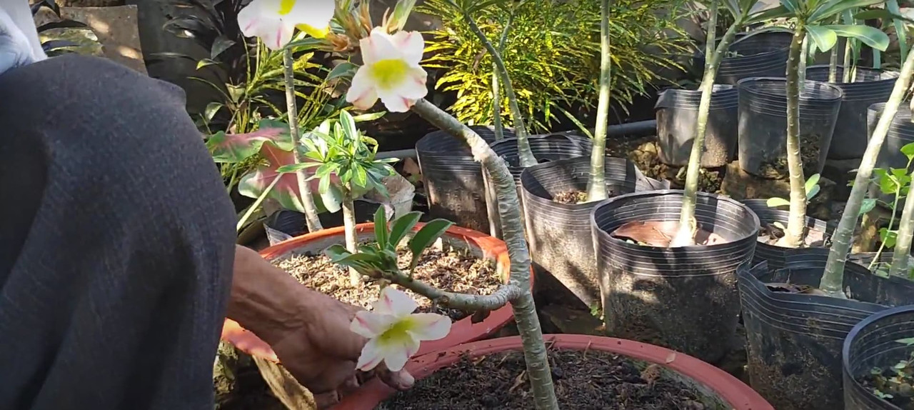bloom-from-adenium-cuttings.jpg