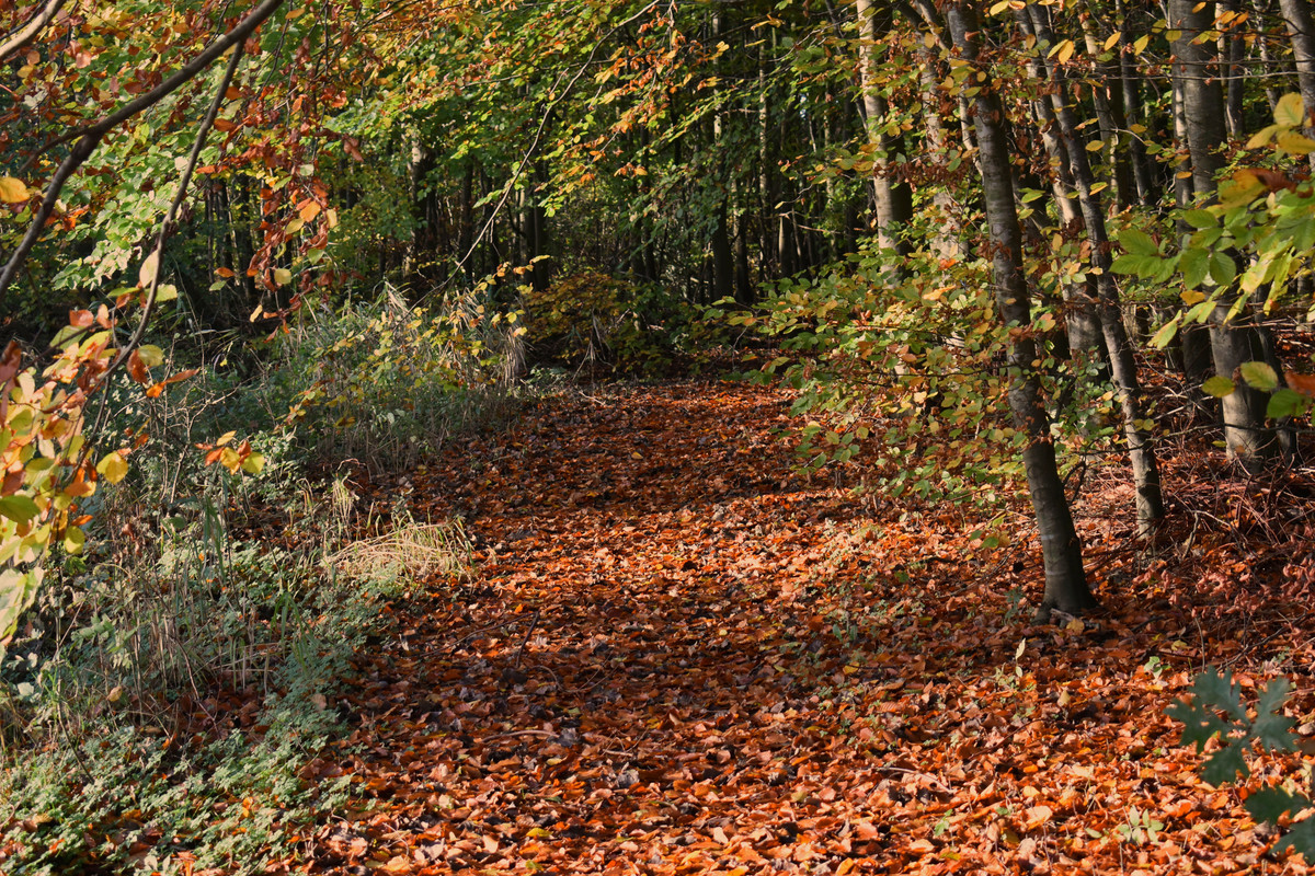 DSC_0019AMB9-11-21