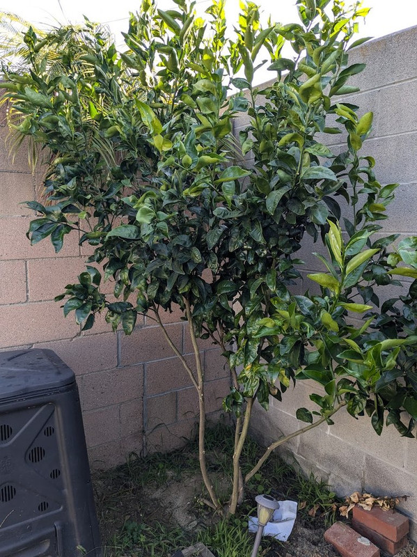 tree3