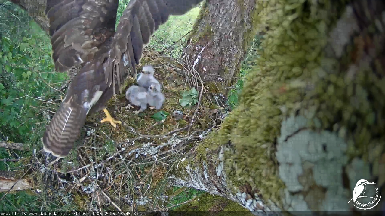 Melnās klijas (Milvus migrans) Kurzemē_ peļu klijāni (Buteo buteo) 16-21-37 screenshot