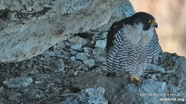 Great spirit bluff Falcons Przechwytywanie-w-trybie-pe-noekranowym-18-02-2024-205720