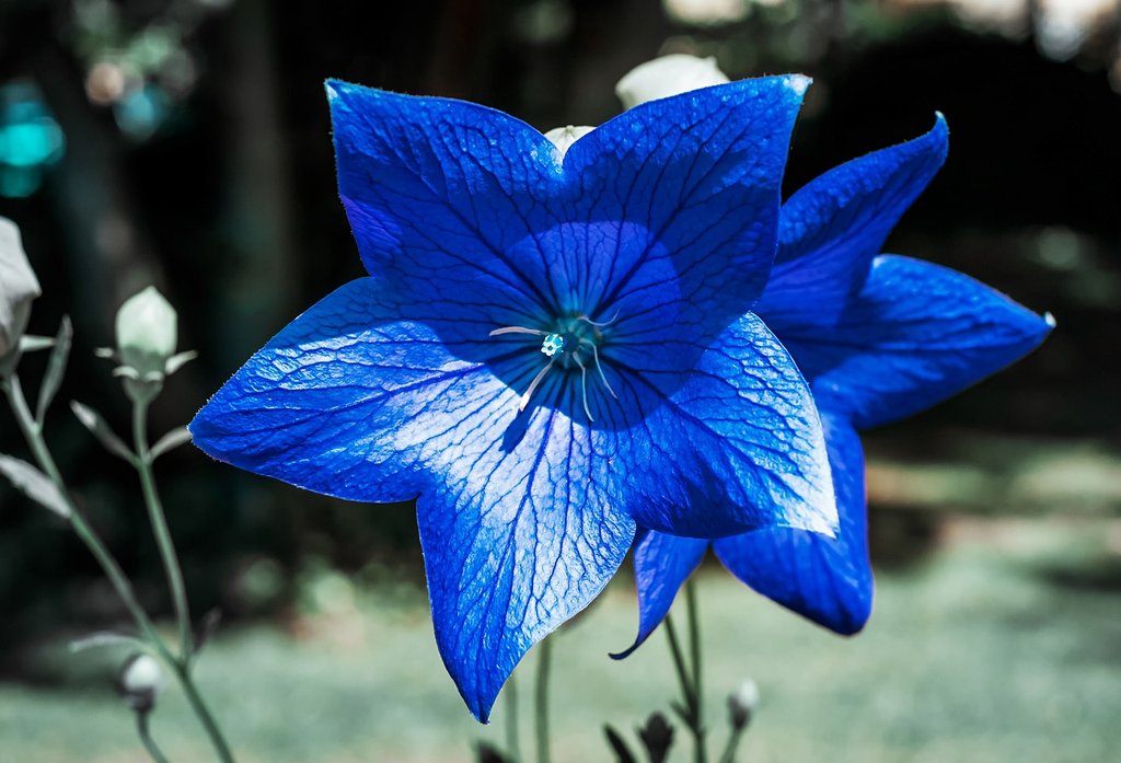 blue-bellflowers.jpg