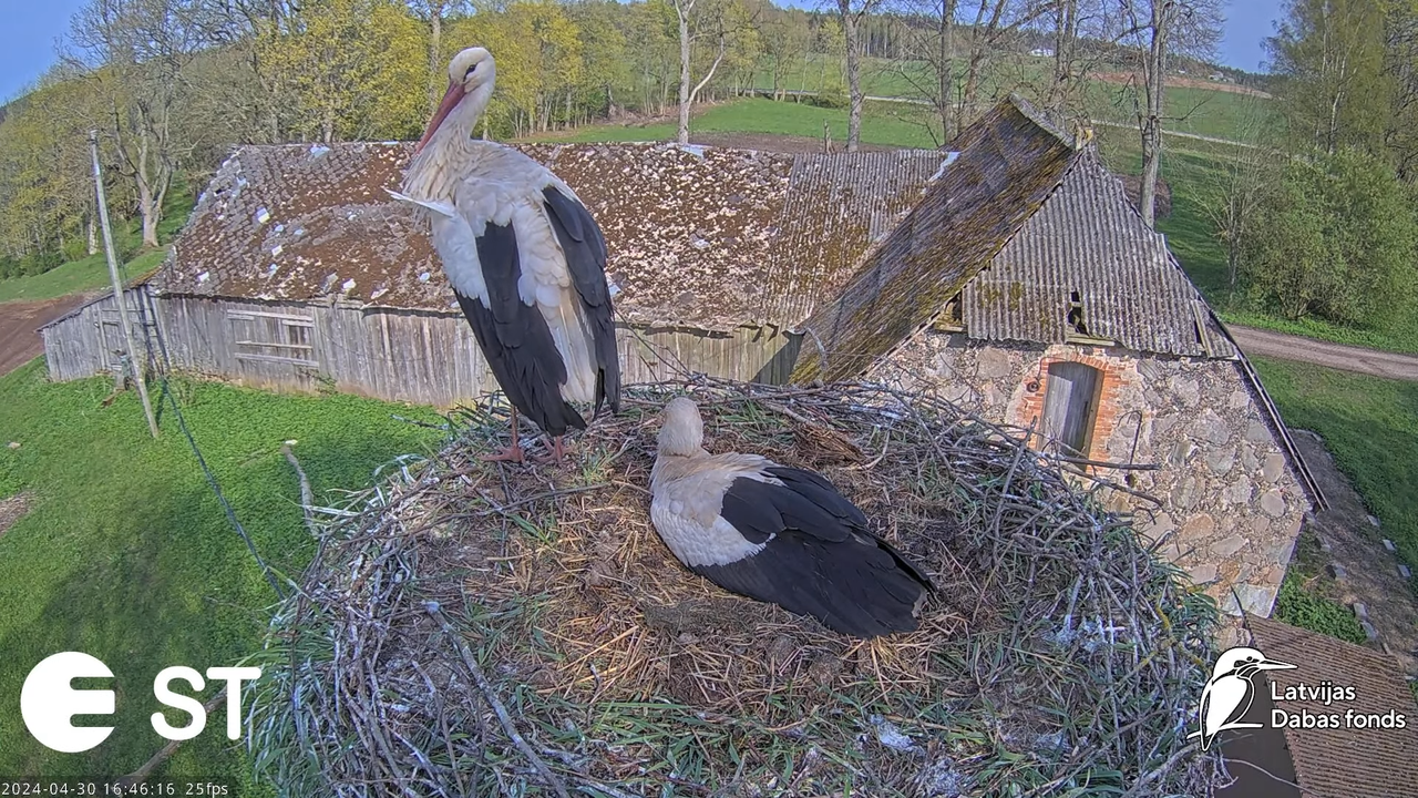 Baltie stārķi (Ciconia ciconia) Tukuma novadā - LDF tiešraide __ White storks in Tukums, Latvia 9-19