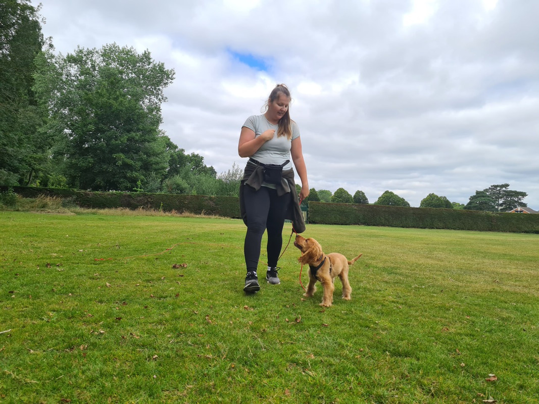 A dog owner holding a leash in a sunny, secure grassy field.