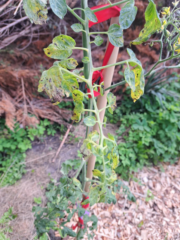 Messenger_creation_37BEC239-504F-4E26-923C-9E1311803AED