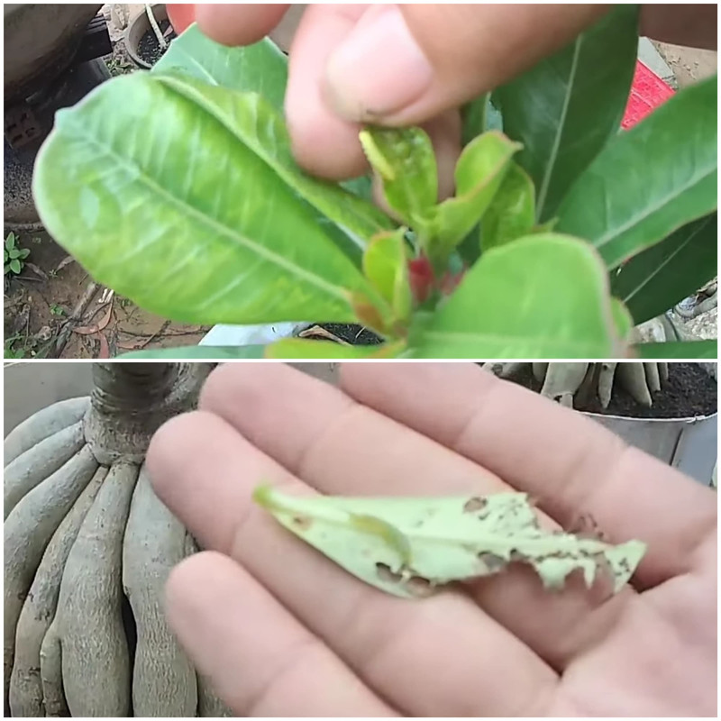 green-worm-eating-adenium-leaves.jpg