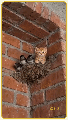 300626-chaton-roux-hirondelles