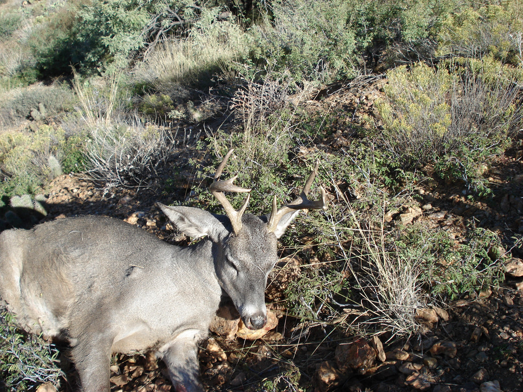 deer 053