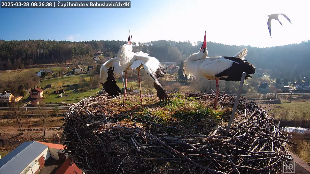 Živě z čapího komína firmy KARA v Bohuslavicích u Trutnova 9-8-25 screenshot (1)