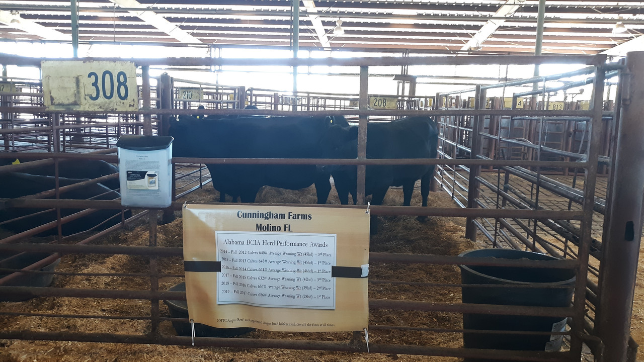 sale heifers