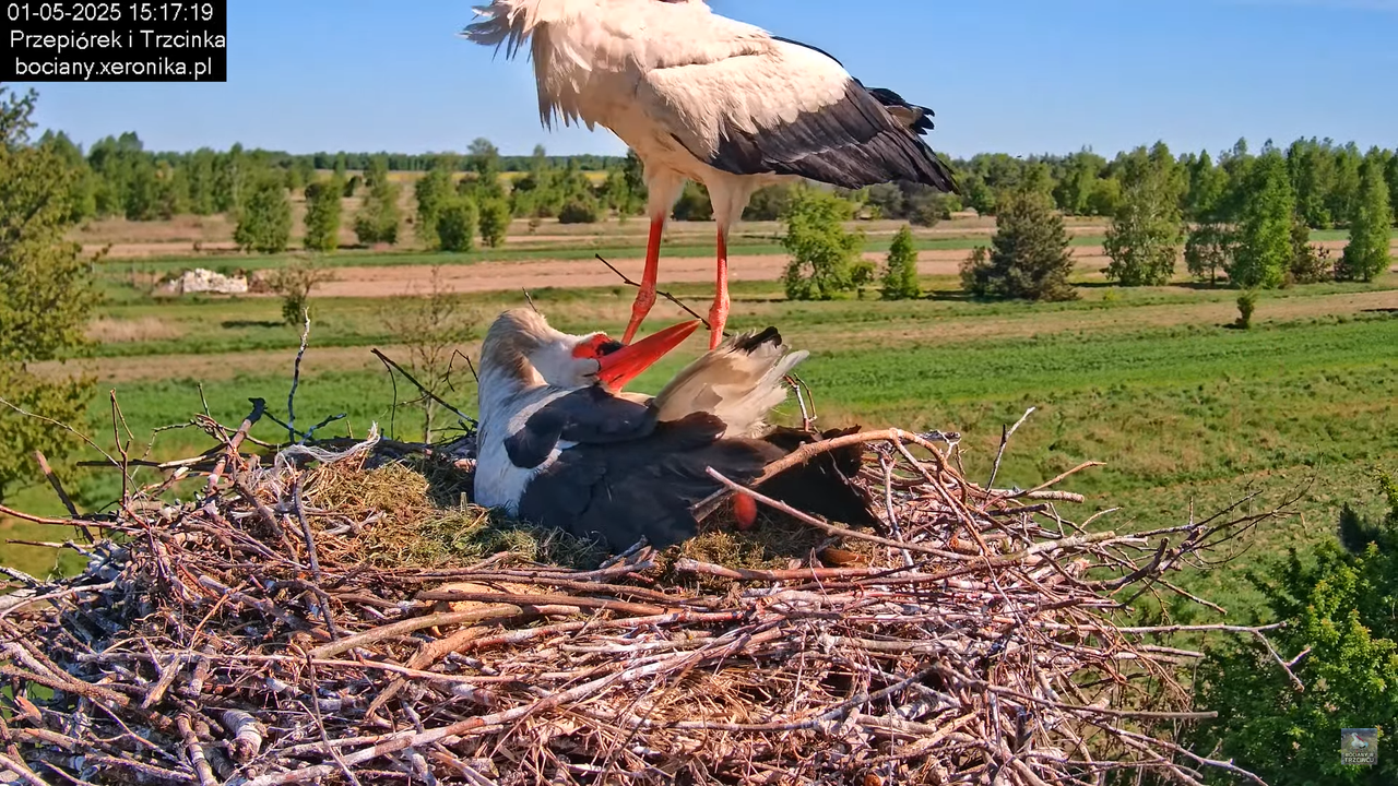 01052025bociany9