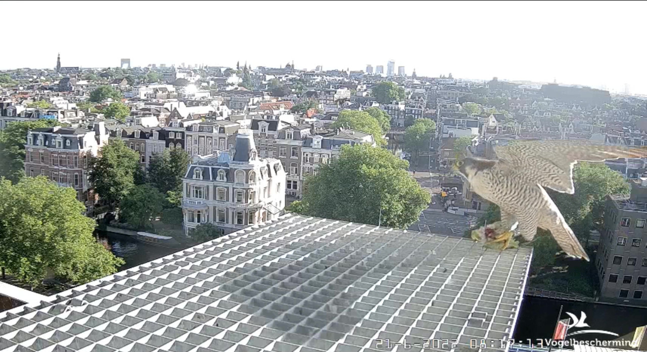 Amsterdam/Rijksmuseum screenshots © Beleef de Lente/Vogelbescherming Nederland - Pagina 30 Video-2022-06-21-081821-Moment-6