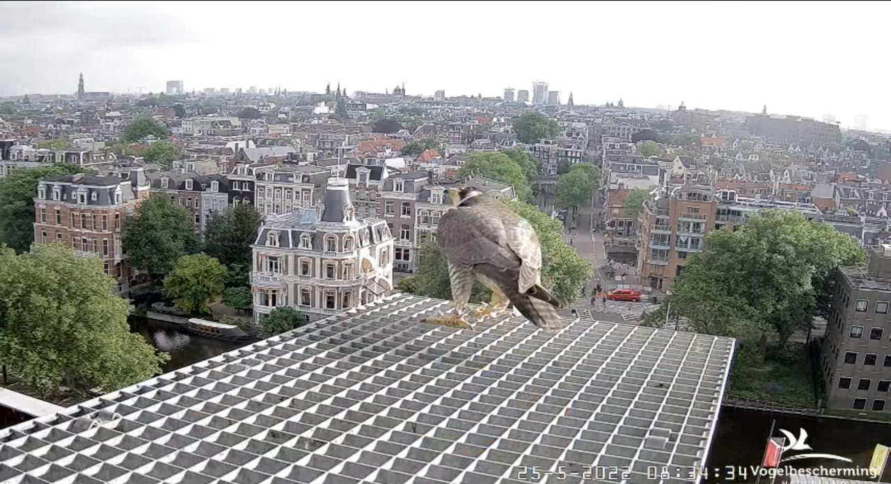 Amsterdam/Rijksmuseum screenshots © Beleef de Lente/Vogelbescherming Nederland - Pagina 8 Video-2022-05-25-083633-Moment-3