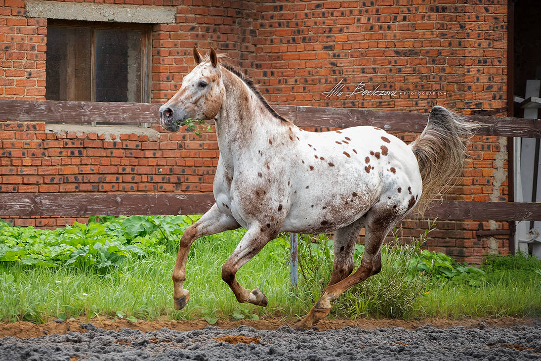 by-alla-equi-delxg2y-pre.jpg