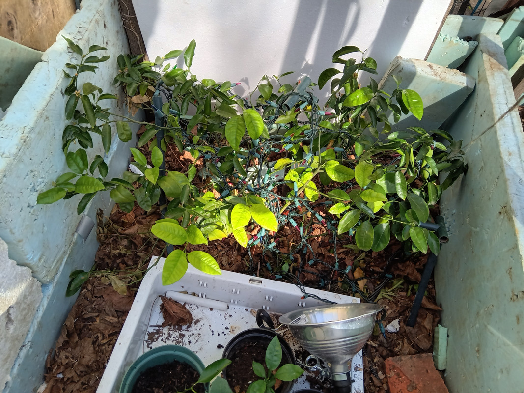 grapefruit tree