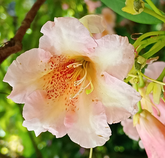 Rhododendrenblüte mit Zeichnung (Pfingsten 2026)