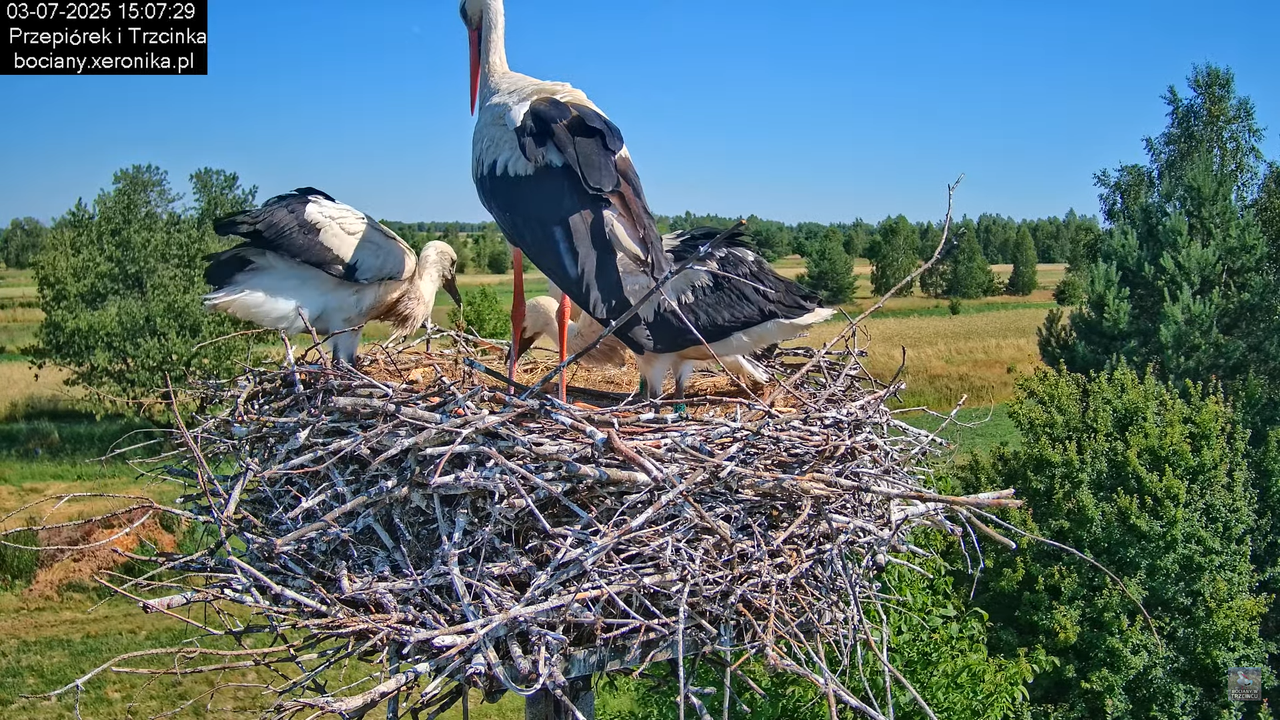 03072025bociany40
