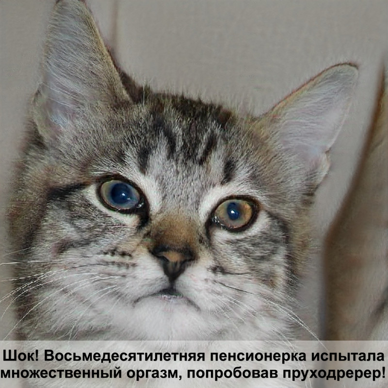 большие домашние кошки