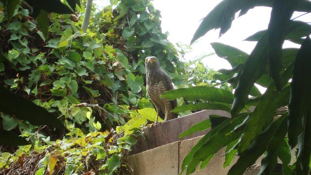 ¡Una visita sorpresa! / A Surprise Visitor!