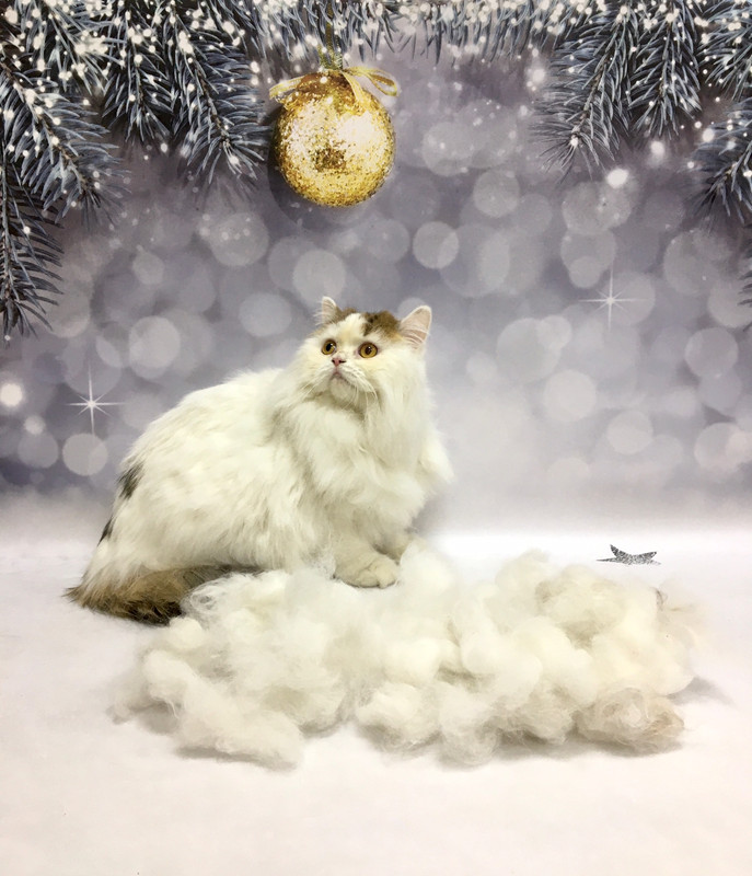 Изображение WhatsApp 2023-01-18 в 15.11.14