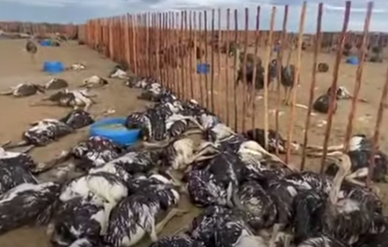Granizada mató avestruces en Sudáfrica y en Bolivia el granizo inundó todo