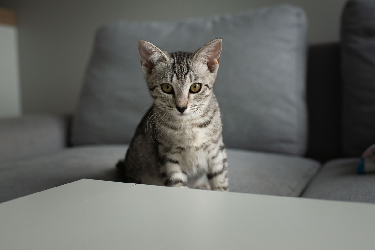 38F8EC01-7AD8-4274-B36C-5BE47EA86A6D