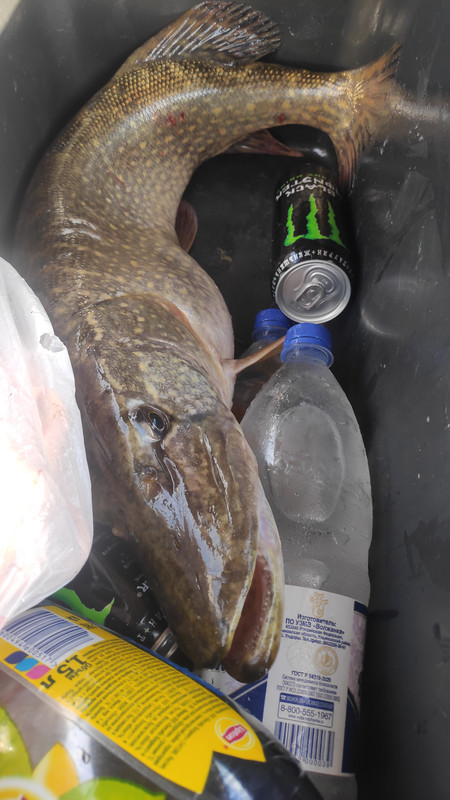 IMG_20210608_064025_1