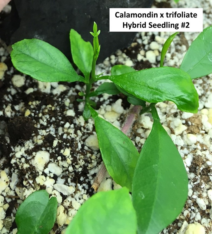 Hybrid Seedling #2